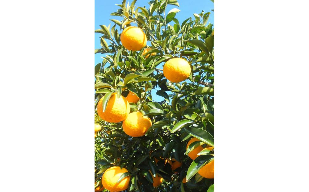 先行受付！訳アリ 清水の早生甘夏みかん　計8kg以上　痛み補償分付き◇