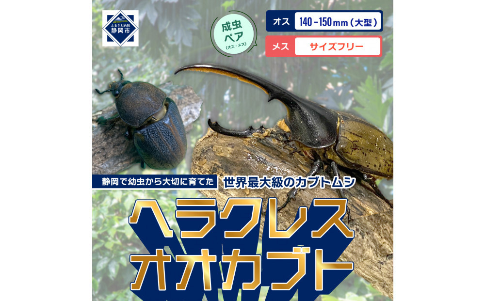 （ペア）ヘラクレスオオカブト大型オス（140-150mm）&メス（サイズフリー）【配送不可：北海道・沖縄・離島（一部除く】