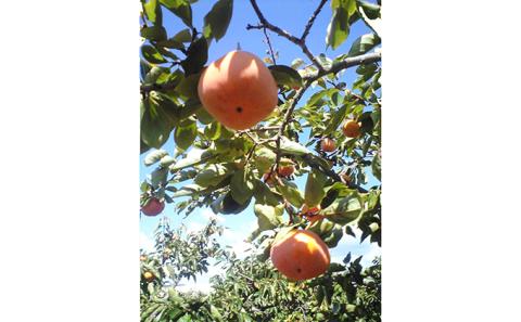 浜北次郎柿 秀品 約7kg サイズ 2LまたはL 目安 24～28玉【2025年11月中旬より順次発送】 果物類