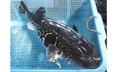 遠州灘天然とらふぐ（4人前）鍋セット【配達不可：離島】