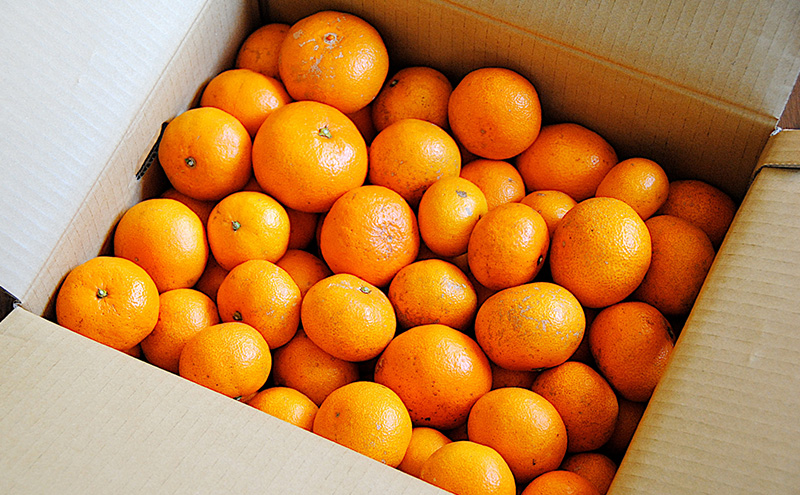 静岡三ヶ日産 早生みかん 8kg/箱