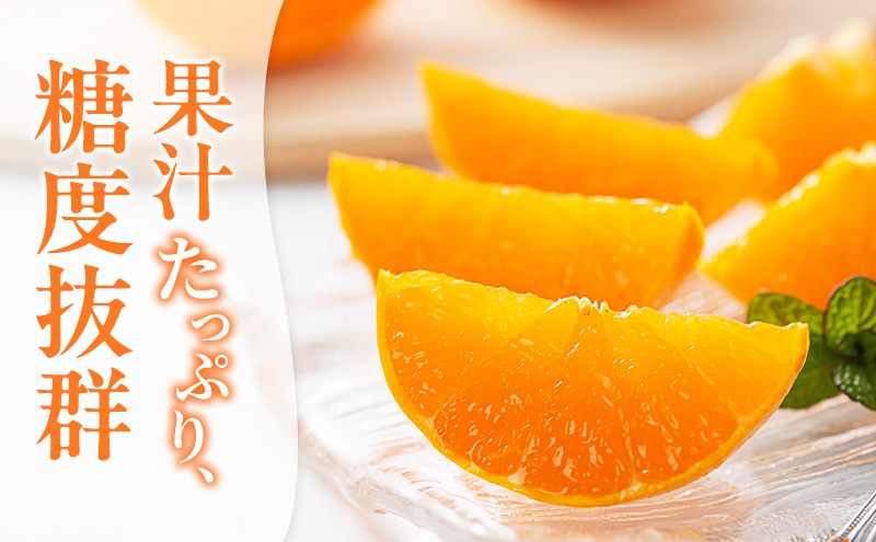 【2026年3月頃より順次発送】柑橘の女王『せとか美人』 果物類 みかん 柑橘類