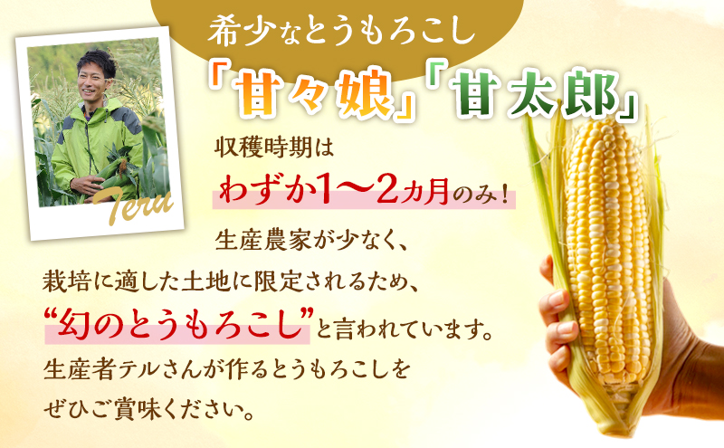 とうもろこし 先行予約 甘々娘 または 甘太郎 約8～12本 春のテルもろこし 個包装 レンジ調理 レンチン 野菜 夏 旬 冷蔵 冷蔵配送 静岡 静岡県 浜松市 6月下旬頃より順次発送 配送不可：離島