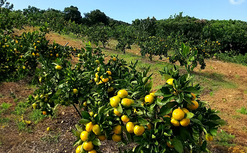 【2025年10月上旬より順次発送】滝沢みかん光希「光-ひかり-」ゆら早生2kg（S～Lサイズ） 浜松市産 温州みかん 果物 柑橘 フルーツ デザート 食後 国産 産地直送