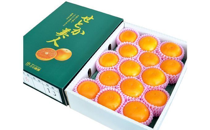 【2026年3月頃より順次発送】柑橘の女王『せとか美人』 果物類 みかん 柑橘類