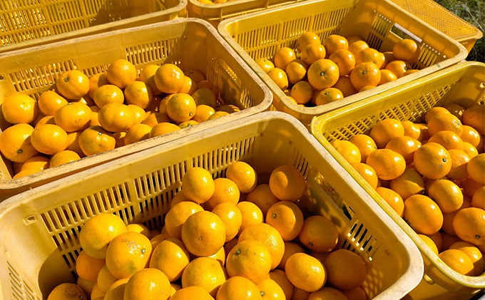 【2025年11月上旬以降順次発送】えなみ農園の早生みかん 5kg（S～Lサイズミックス）