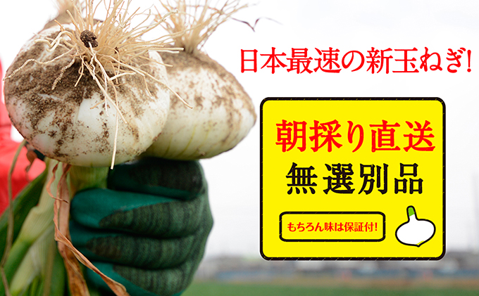 浜松篠原産新玉ねぎプレミアムフレッシュ5キロ【無選別品】