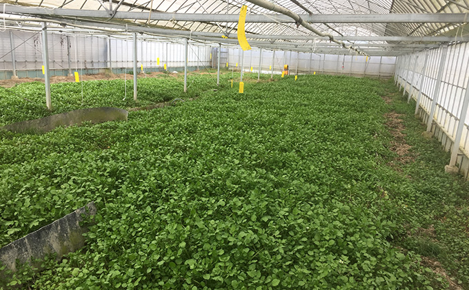 浜名湖クレソン 2kg【配送不可：北海道・沖縄・離島】