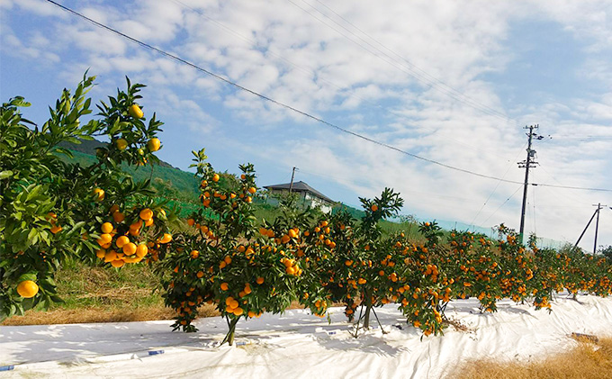 【2025年11月中旬より順次発送】滝沢みかん 光希「希-のぞみ-」２kg（S～Lサイズ） 果物 柑橘 フルーツ 濃厚 薄皮 デザート 食後
