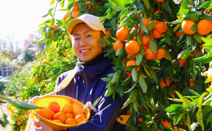 【2025年10月以降順次発送】日下みかん サイズ混合 2S～2L 5kg 秀品 果物類 柑橘類 フルーツ 農薬 有機肥料 光センサー 高品質 おいしい