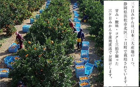 みかん 先行予約 三ヶ日みかん 青島 10kg 陽だまりファーム 三ヶ日 青島みかん 果物 フルーツ 柑橘 柑橘類 旬 冬 旬の果物 旬のフルーツ 産地直送 静岡 静岡県 浜松市 先行 予約 2026 2026年 1月上旬より順次発送