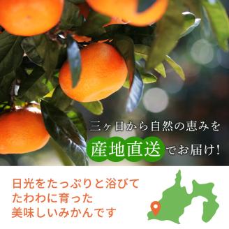 【2026年3月上旬より順次発送】三ケ日みかん「誉れ」 約4kg