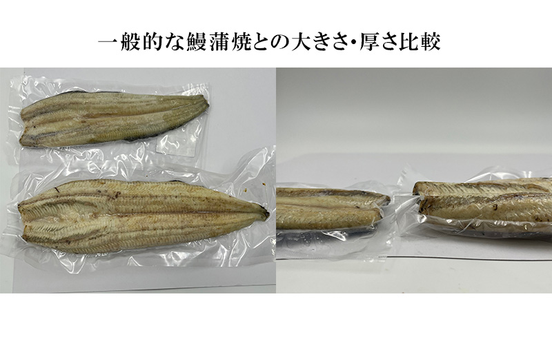 【訳アリ・数量限定】浜名湖鰻白焼1本（約250ｇ） ビッグサイズ うなぎ ウナギ 鰻 白焼 白焼き 魚貝類 訳あり 土用の丑の日 静岡県 浜松市