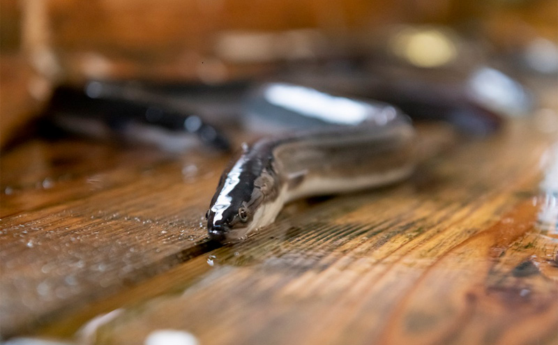浜名湖産 うなぎ特大(180g以上) 長蒲焼真空パック2尾 計360g以上 たれ 山椒付 うなぎ 浜松市 静岡