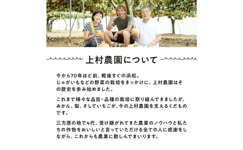 上村農園 こだわりのいちご 大粒きらぴ香 2パック (1パックあたり約450g) イチゴ あまい おいしい 静岡 浜松市【配送不可：沖縄・離島】