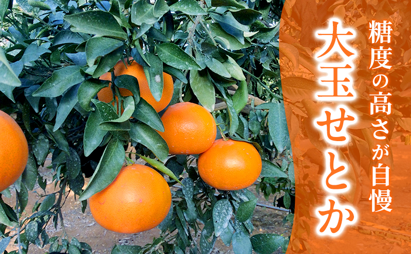 【2026年3月頃より順次発送】柑橘の女王『せとか美人』 果物類 みかん 柑橘類