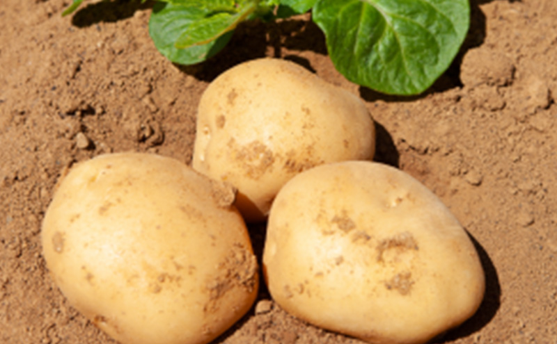 浜名湖のり塩ポテトチップス 100ｇ×18袋