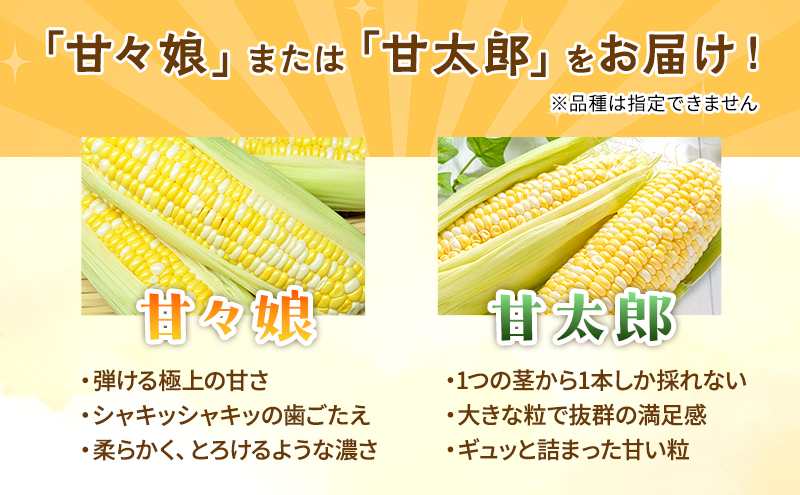 とうもろこし 先行予約 甘々娘 または 甘太郎 約8～12本 春のテルもろこし 個包装 レンジ調理 レンチン 野菜 夏 旬 冷蔵 冷蔵配送 静岡 静岡県 浜松市 6月下旬頃より順次発送 配送不可：離島