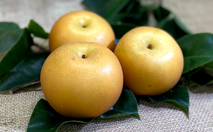 【8月下旬より順次配送】朝採り！品種おまかせ完熟露地梨3kg【配送不可：離島】 ナシ 果物 フルーツ