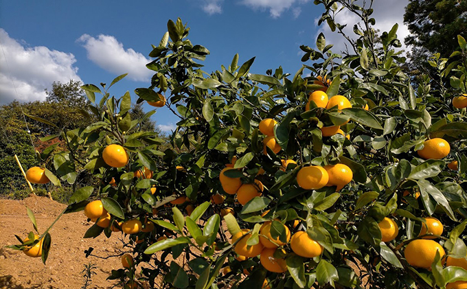 【2025年11月上旬以降順次発送】えなみ農園の早生みかん 5kg（S～Lサイズミックス）