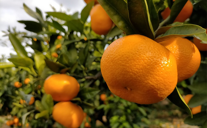 【2025年12月下旬以降順次発送】えなみ農園の青島みかん　10kg（L～2Lサイズ）