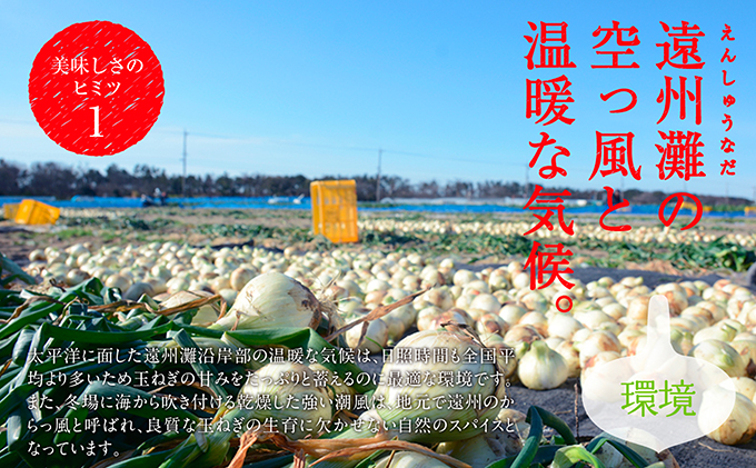 浜松篠原産【葉付新白玉ねぎ】プレミアムホワイト20玉【A級品L玉】
