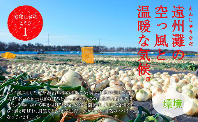 浜松篠原産新白玉ねぎプレミアムホワイト10キロ【無選別品】