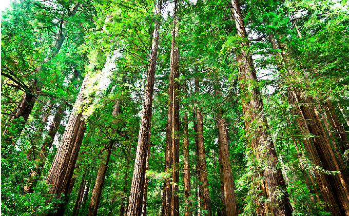 天竜ひのきコースター大・小（レンコン5枚）