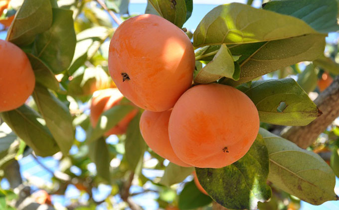 【2025年11月中旬より順次発送】【幻の柿】次郎柿ワケあり（小キズあり）お徳用みんなでシェア（7kg）26個～32個入り 果物 フルーツ かき 冬の味覚 産地直送 静岡県産 浜松市産