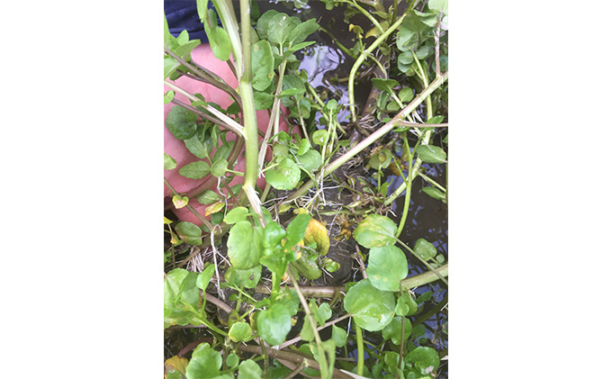 浜名湖クレソン 2kg【配送不可：北海道・沖縄・離島】