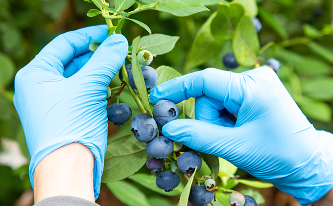 【2025年4月中旬以降順次発送】生ブルーベリー 200g×3パック 果物詰合せ フルーツ