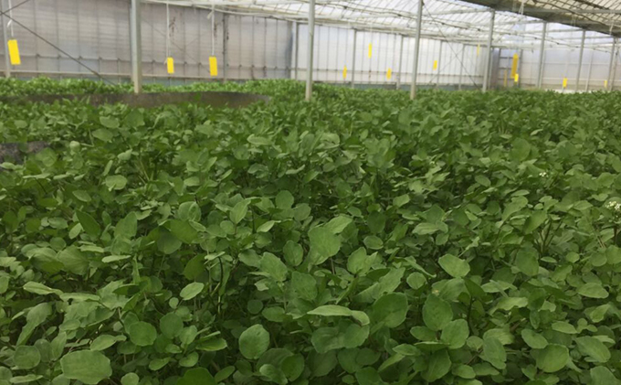 浜名湖クレソンパウダー20g×1袋【配送不可：北海道・沖縄・離島】