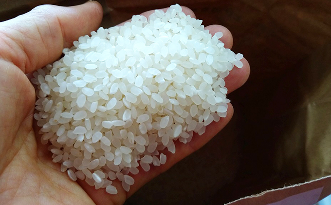 【2025年10月上旬より順次発送】雄踏ファームカモ産「特選みつばちまもる米」5kg コシヒカリ お米 ご飯 主食 ライス お弁当 おにぎり もちもち