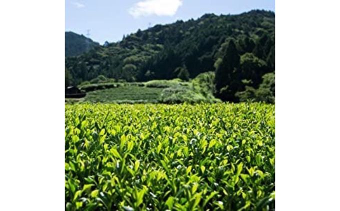 【2024年6月以降発送】〈いしだ茶屋〉新茶 静岡県浜松市産 3袋（浜松茶・春野茶・天竜茶 各1袋）セット箱入り【お茶 緑茶 煎茶 茶葉】