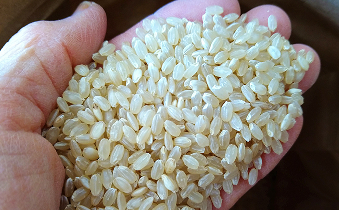 【2025年12月上旬より順次発送】雄踏ファームカモ産 玄米「みつばちまもる米」玄米 5kg にこまる お米 コメ ご飯 ライス 特別栽培米 検査米 1等米 甘い おすすめ おにぎり おむすび 静岡 浜松