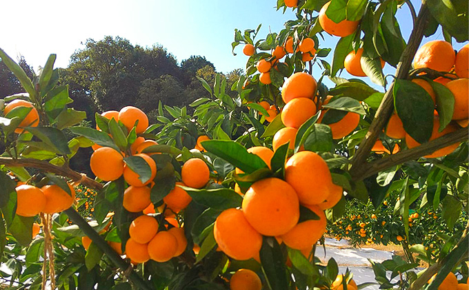 【2025年11月中旬より順次発送】滝沢みかん 光希「希-のぞみ-」２kg（S～Lサイズ） 果物 柑橘 フルーツ 濃厚 薄皮 デザート 食後