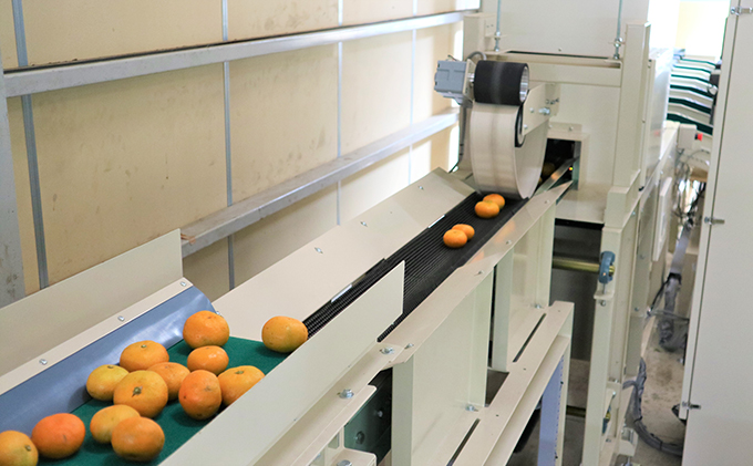 【2025年10月下旬より順次発送】三ヶ日みかん（極早生3kg）光センサー選果 果物類 柑橘類 フルーツ 安全 おいしい 高糖度 濃厚 甘い サイズ混在 静岡県 浜松市