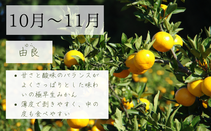 【2025年10月以降順次発送】日下みかん サイズ混合 2S～2L 3kg 秀品 果物類 柑橘類 フルーツ 農薬 有機肥料 光センサー 高品質 おいしい
