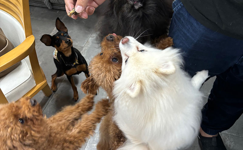 愛犬と絆を深めるごほうびトリーツ「Dryeel 70g×3袋」おやつ うなぎ 静岡県 浜松市 【2026年1月15日以降順次発送】