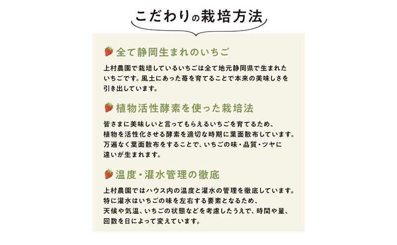 上村農園 こだわりのいちご 大粒章姫 2パック (1パックあたり約450g) イチゴ あまい おいしい 静岡 浜松市【配送不可：沖縄・離島】