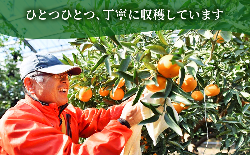 【2026年3月頃より順次発送】柑橘の女王『せとか美人』 果物類 みかん 柑橘類