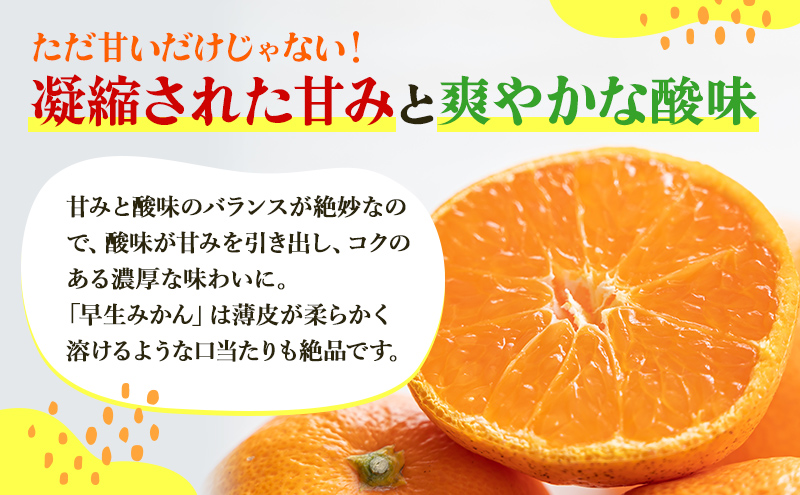 三ヶ日みかん 早生 5kg S～L サイズ混在 11月下旬より順次発送 みかん ミカン 蜜柑 早生みかん 三ヶ日 果物 くだもの フルーツ 旬の果物 旬のフルーツ 柑橘 柑橘類 糖度 静岡 静岡県 浜松市