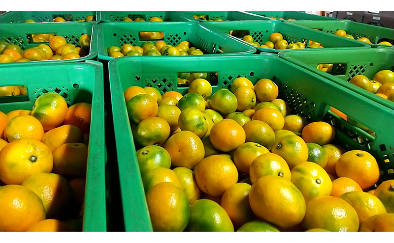 【2025年10月上旬より順次発送】滝沢みかん 光希「光-ひかり-」ゆら早生８kg （S～Lサイズ） 浜松市産 温州みかん 果物 柑橘 フルーツ デザート 食後 国産 産地直送