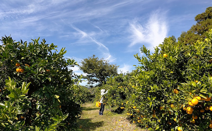【2025年11月上旬以降順次発送】えなみ農園の早生みかん 5kg（S～Lサイズミックス）