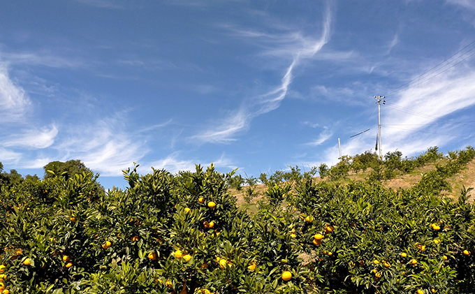 【2025年12月下旬以降順次発送】えなみ農園の青島みかん　5kg（L～2Lサイズ）