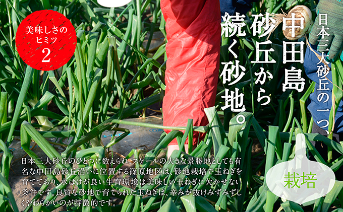 浜松篠原産【葉付新白玉ねぎ】プレミアムホワイト10玉【A級品L玉】