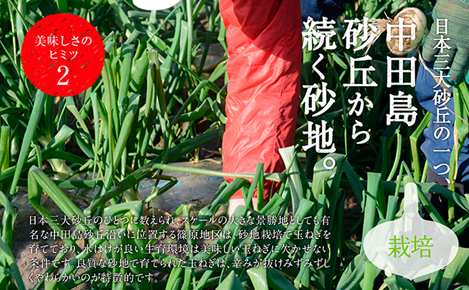 浜松篠原産新玉ねぎプレミアムフレッシュ5キロ【無選別品】