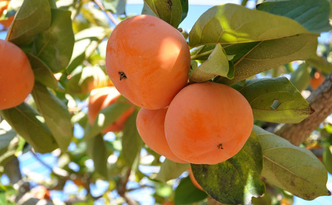 【2025年11月中旬より順次発送】【秋の味覚】幻の柿 次郎柿！木成り完熟の逸品6個入り（1.5kg） 果物 フルーツ かき 冬の味覚 産地直送 静岡県産 浜松市産 ギフト