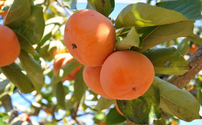 【2025年11月中旬より順次発送】【幻の柿】次郎柿ワケあり（小キズあり）3kg 12個入り 果物 フルーツ かき 冬の味覚 産地直送 静岡県産 浜松市産