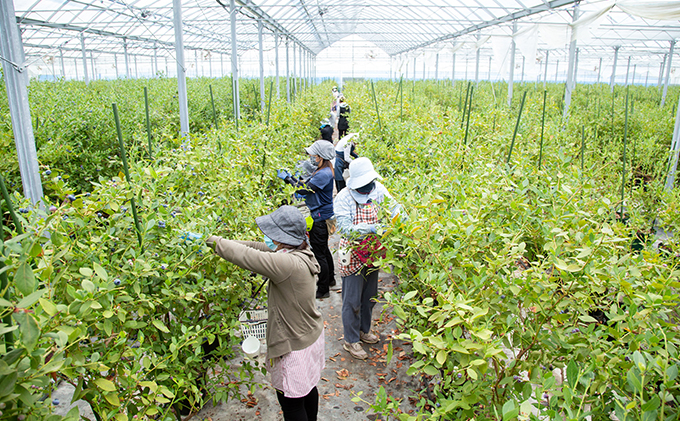 【2025年4月中旬以降順次発送】生ブルーベリー 200g×3パック 果物詰合せ フルーツ
